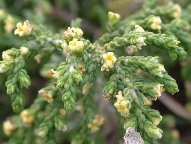 Thymelaea hirsuta / Timelea barbosa